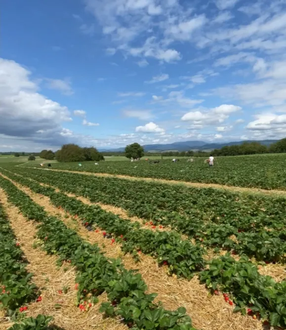 Erdbeerfeld in der Ortenau unter weitem Himmel